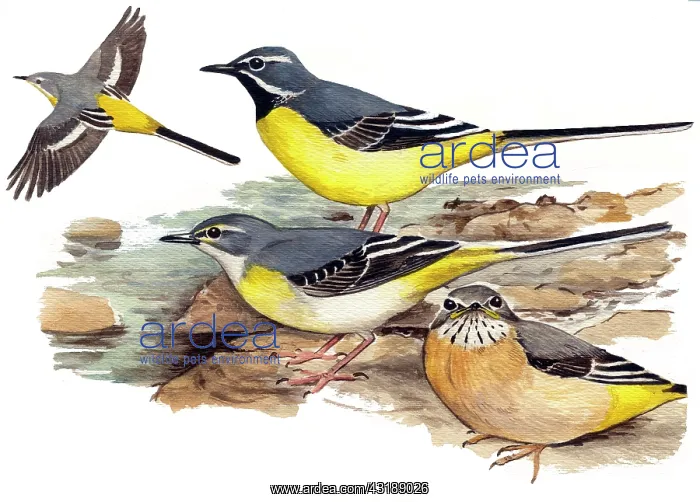 : Grey Wagtail : Grey Wagtail