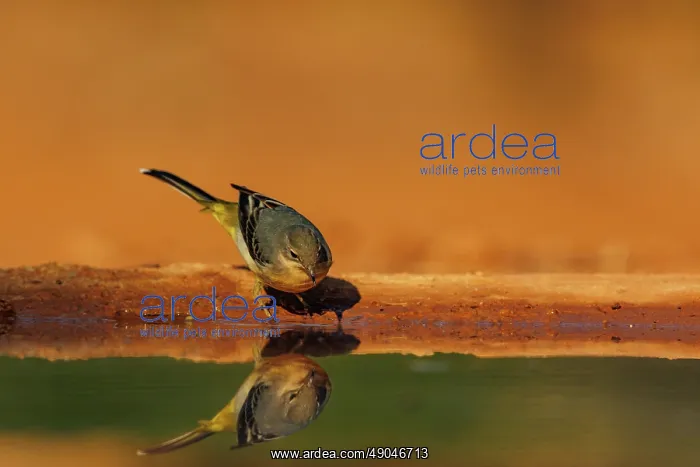 : Grey Wagtail : Grey Wagtail