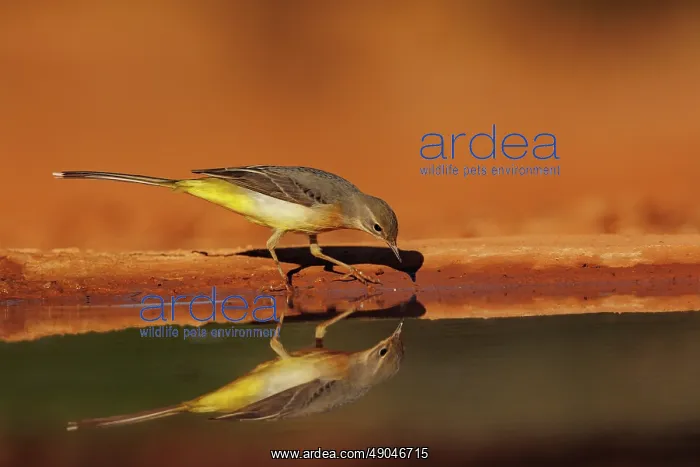 : Grey Wagtail : Grey Wagtail