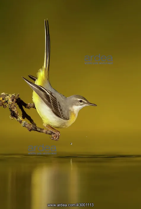 : Grey Wagtail adult drinking : Grey Wagtail adult drinking