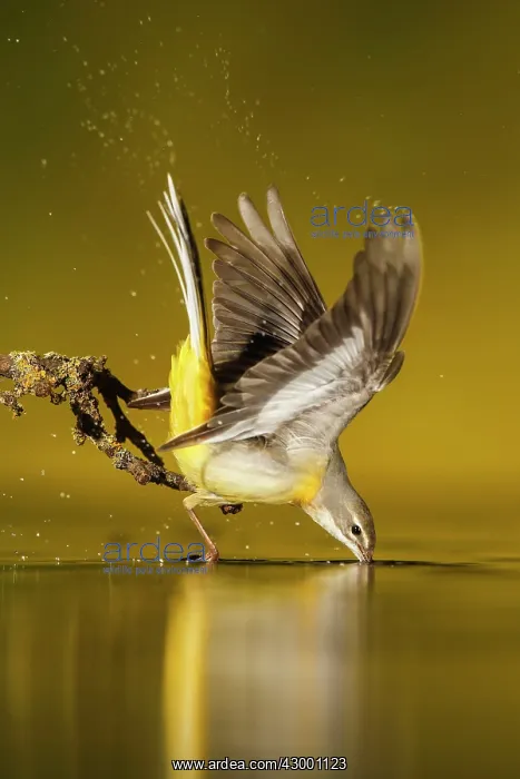 : Grey Wagtail adult drinking : Grey Wagtail adult drinking