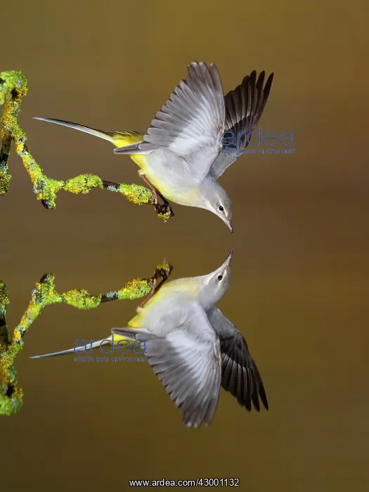 : Grey Wagtail adult drinking with reflection in water : Grey Wagtail adult drinking with reflection in water