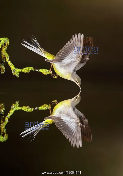 : Grey Wagtail adult drinking with reflection in water : Grey Wagtail adult drinking with reflection in water