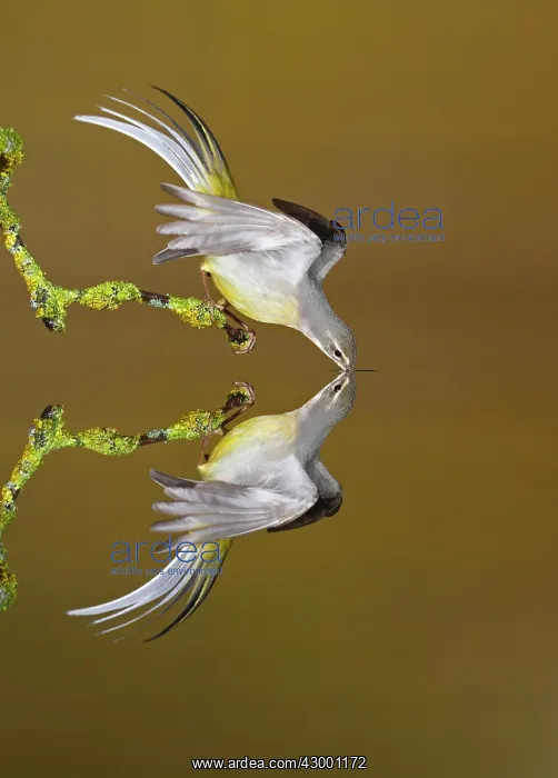: Grey Wagtail adult drinking with reflection in water : Grey Wagtail adult drinking with reflection in water