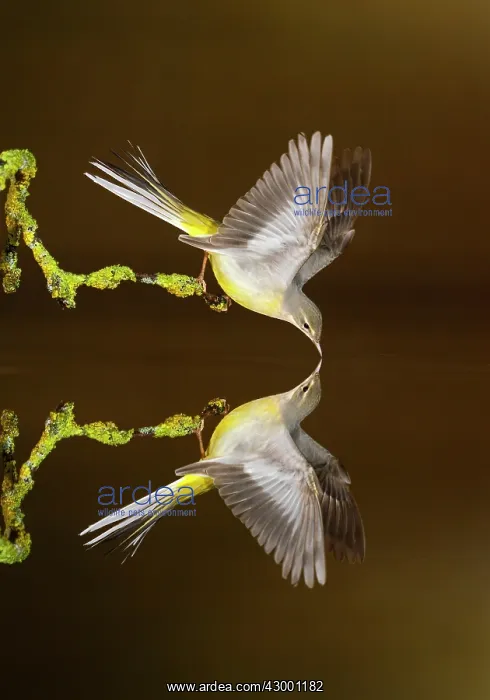 : Grey Wagtail adult drinking with reflection in water : Grey Wagtail adult drinking with reflection in water
