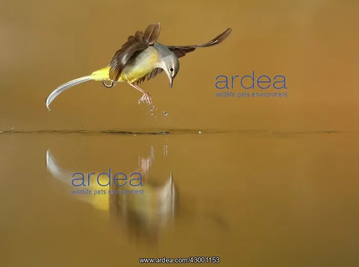 : Grey Wagtail adult in flight above water : Grey Wagtail adult in flight above water