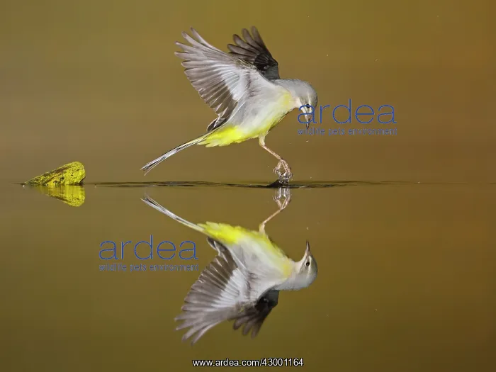 : Grey Wagtail adult in flight above water with reflection : Grey Wagtail adult in flight above water with reflection