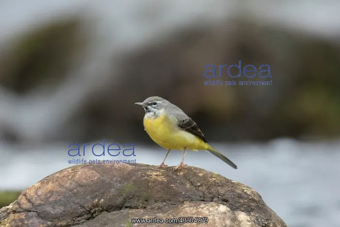 : Grey Wagtail - adult male, - Sweden : Grey Wagtail - adult male, - Sweden