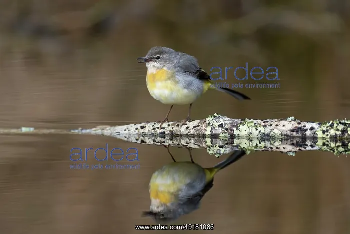  : Grey Wagtail - Calling - Reflection - UK