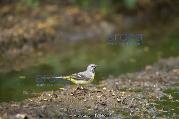 : Grey Wagtail - catching insects beside muddy pool : Grey Wagtail - catching insects beside muddy pool