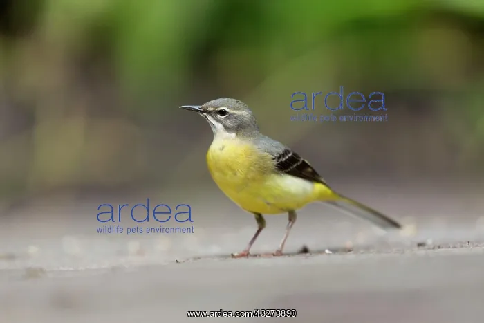 : Grey Wagtail - female : Grey Wagtail - female