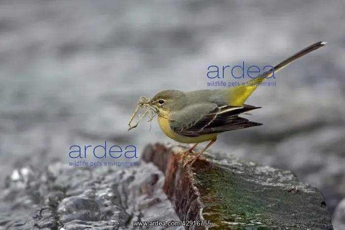 : Grey Wagtail - female with nest material in beak : Grey Wagtail - female with nest material in beak