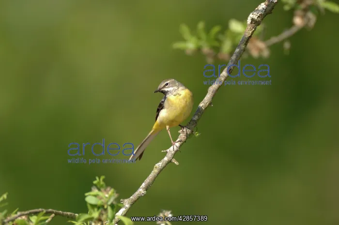 : Grey Wagtail - Female perched on branch : Grey Wagtail - Female perched on branch