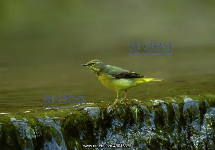 : Grey Wagtail female by small waterfall in stream May : Grey Wagtail female by small waterfall in stream May