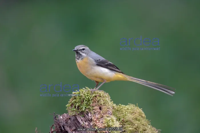 : Grey Wagtail - Female standing on moss covered wood : Grey Wagtail - Female standing on moss covered wood