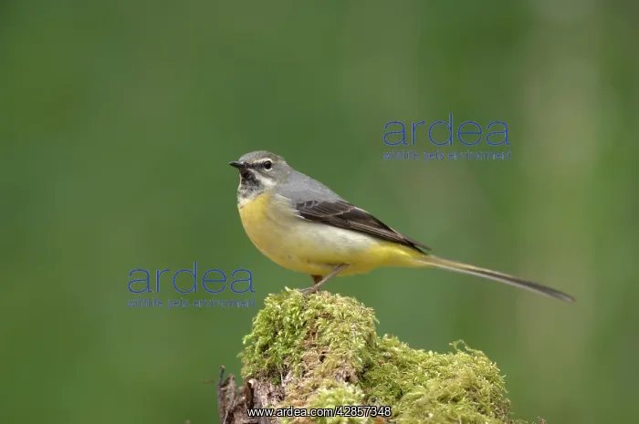 : Grey Wagtail - Female standing on moss covered wood : Grey Wagtail - Female standing on moss covered wood