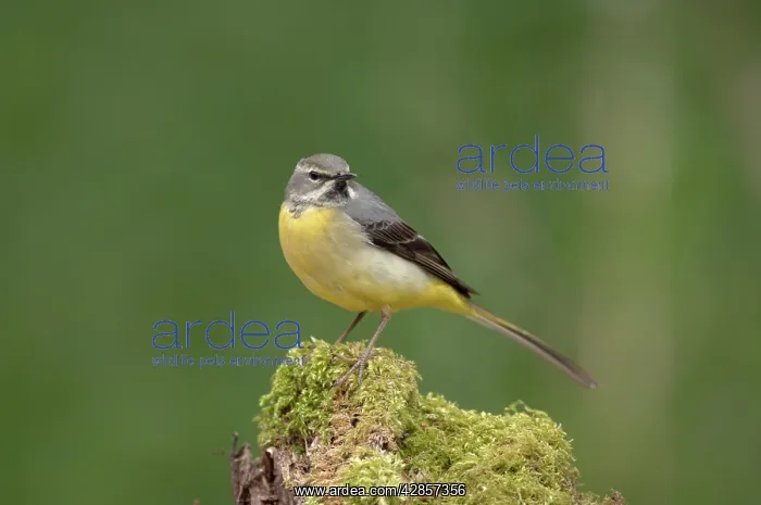  : Grey Wagtail - Female standing on moss covered wood
