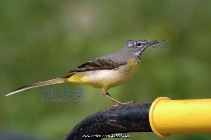 : Grey Wagtail - Female standing on wheelbarrow handle : Grey Wagtail - Female standing on wheelbarrow handle
