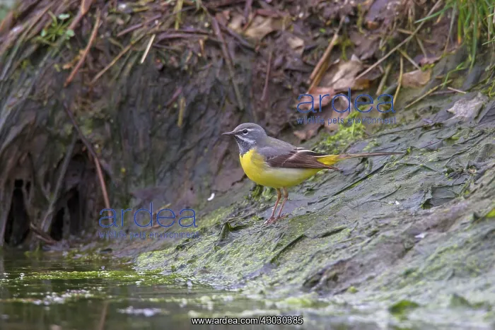 : Grey Wagtail male