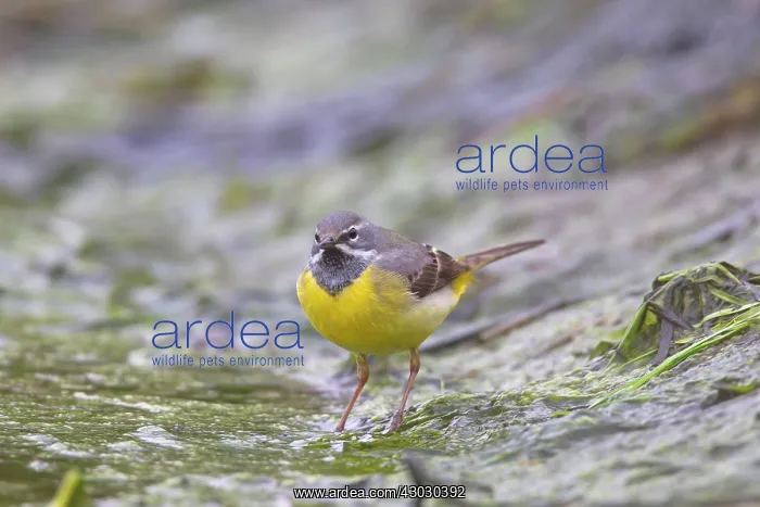  : Grey Wagtail male