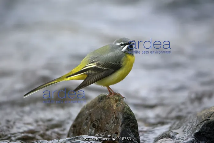 : Grey Wagtail - male singing from rock in hill stream : Grey Wagtail - male singing from rock in hill stream