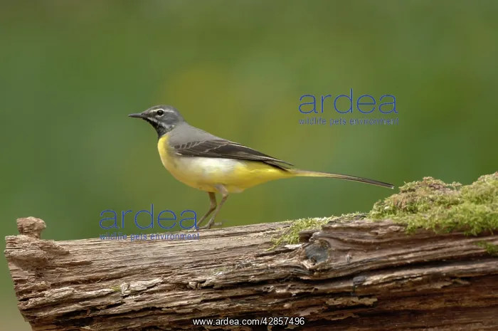 : Grey Wagtail - Male standing on log : Grey Wagtail - Male standing on log