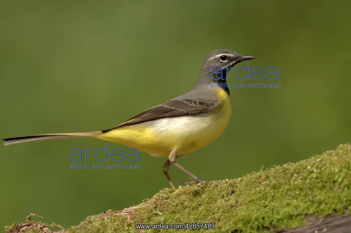 : Grey Wagtail - Male standing on moss covered wood : Grey Wagtail - Male standing on moss covered wood