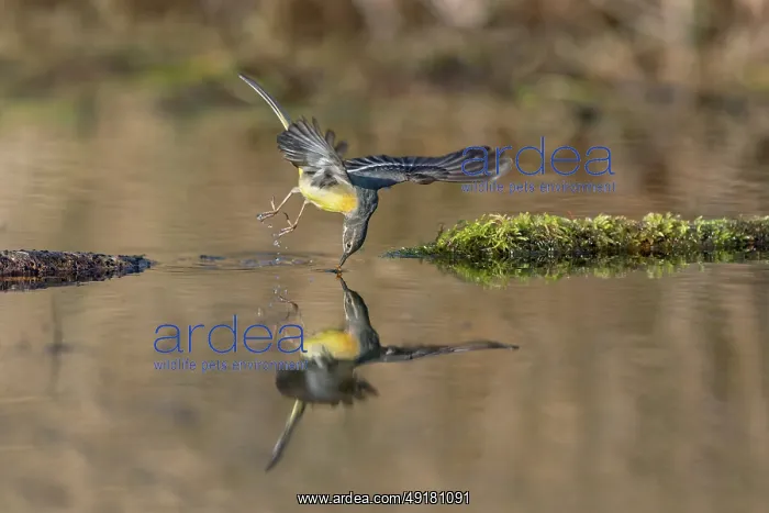  : Grey Wagtail - Male - Winter - UK