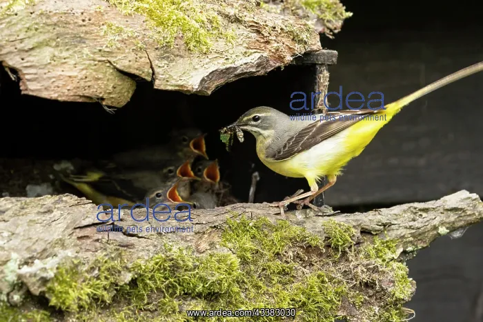 : Grey wagtail (Motacilla cinerea) female feeding young : Grey wagtail (Motacilla cinerea) female feeding young