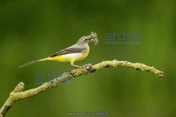 : Grey wagtail (Motacilla cinerea) female feeding young : Grey wagtail (Motacilla cinerea) female feeding young