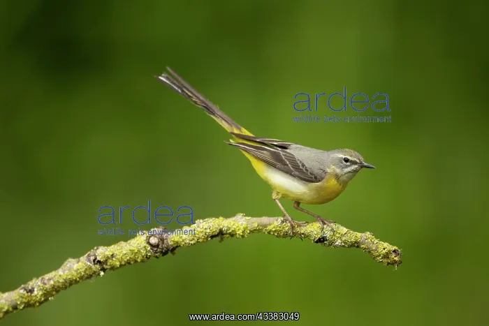 : Grey wagtail (Motacilla cinerea) female feeding young : Grey wagtail (Motacilla cinerea) female feeding young