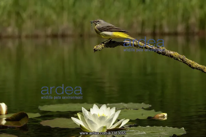 : Grey wagtail (Motacilla cinerea) female feeding young : Grey wagtail (Motacilla cinerea) female feeding young