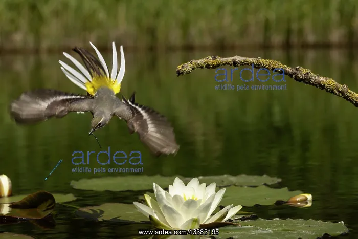 : Grey wagtail (Motacilla cinerea) female feeding young : Grey wagtail (Motacilla cinerea) female feeding young