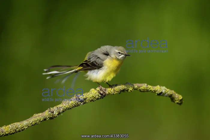 : Grey wagtail (Motacilla cinerea) female having a rouse : Grey wagtail (Motacilla cinerea) female having a rouse