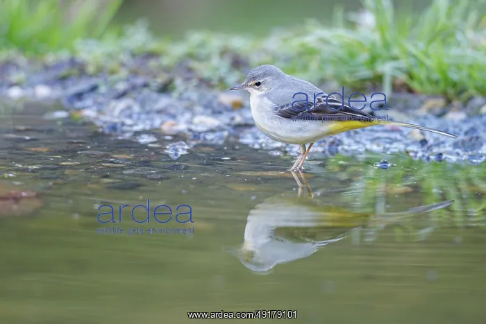 : Grey Wagtail (Motacilla cinerea) ~ looking for food on river shore ~ Castilla y Leon : Grey Wagtail (Motacilla cinerea) ~ looking for food on river shore ~ Castilla y Leon