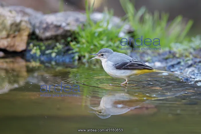 : Grey Wagtail (Motacilla cinerea) ~ looking for food on river shore ~ Castilla y Leon : Grey Wagtail (Motacilla cinerea) ~ looking for food on river shore ~ Castilla y Leon