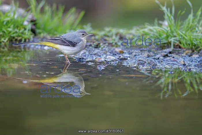 : Grey Wagtail (Motacilla cinerea) ~ looking for food on river shore ~ Castilla y Leon : Grey Wagtail (Motacilla cinerea) ~ looking for food on river shore ~ Castilla y Leon