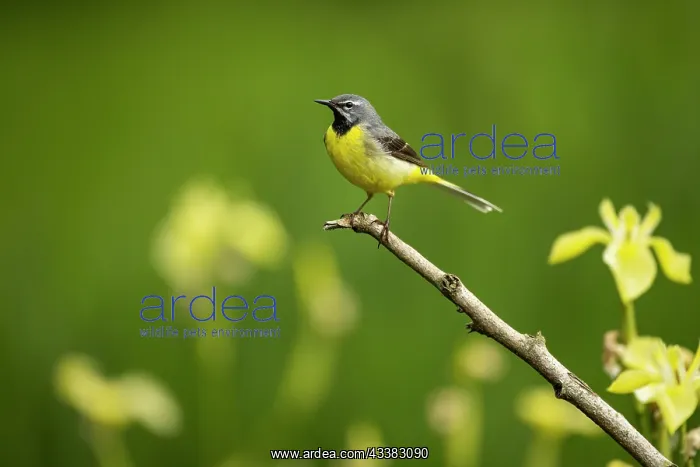 : Grey wagtail (Motacilla cinerea) male feeding young : Grey wagtail (Motacilla cinerea) male feeding young