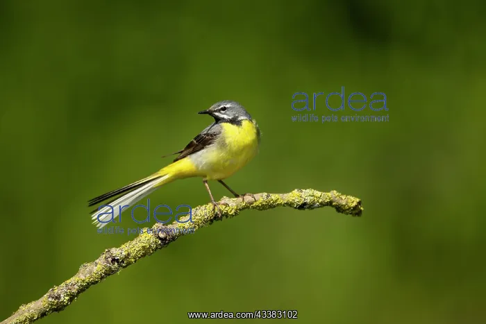 : Grey wagtail (Motacilla cinerea) male feeding young : Grey wagtail (Motacilla cinerea) male feeding young