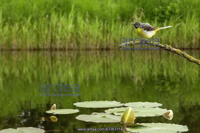 : Grey wagtail (Motacilla cinerea) male feeding young : Grey wagtail (Motacilla cinerea) male feeding young