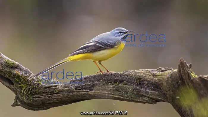 : Grey Wagtail (Motacilla cinerea) male singing : Grey Wagtail (Motacilla cinerea) male singing