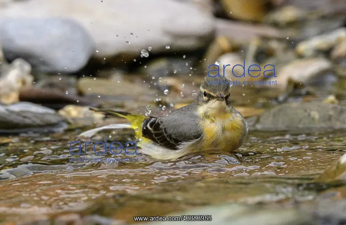 : Grey wagtail, Motacilla cinerea, washing and pre : Grey wagtail, Motacilla cinerea, washing and pre