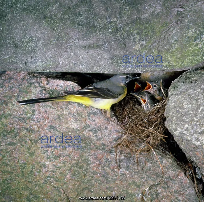 : Grey Wagtail - At nest with chicks : Grey Wagtail - At nest with chicks