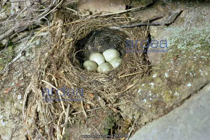 : Grey Wagtail - Nest with eggs : Grey Wagtail - Nest with eggs