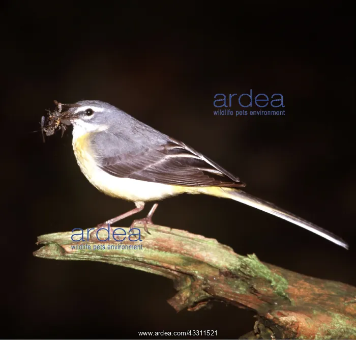 : GREY WAGTAIL - at night, with flies in mouth : GREY WAGTAIL - at night, with flies in mouth