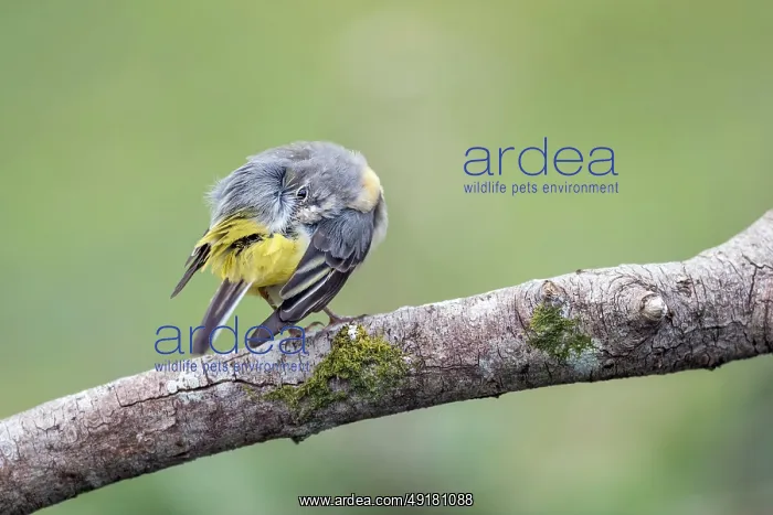 : Grey Wagtail - Preening - UK