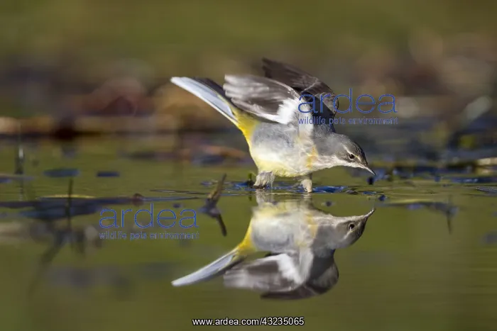 : Grey Wagtail - with Reflection - Cornwall - UK : Grey Wagtail - with Reflection - Cornwall - UK
