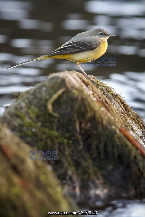 : Grey Wagtail over stone in waterfall Arnoia river Galic : Grey Wagtail over stone in waterfall Arnoia river Galic