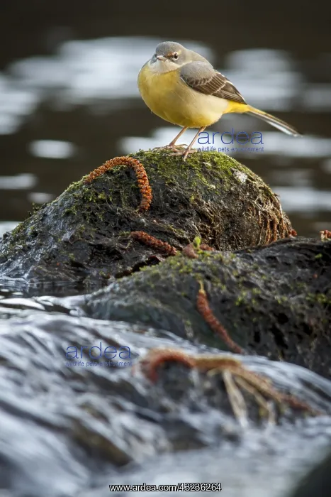 : Grey Wagtail over stone in waterfall Arnoia river Galic : Grey Wagtail over stone in waterfall Arnoia river Galic