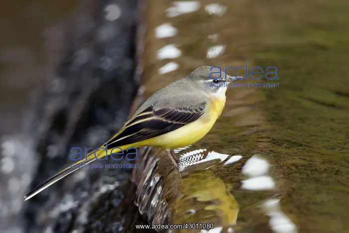 : Grey Wagtail - in water : Grey Wagtail - in water